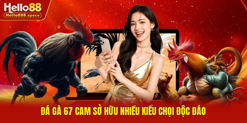 Đá gà 67 Cam sở hữu nhiều kiểu chọi độc đáo