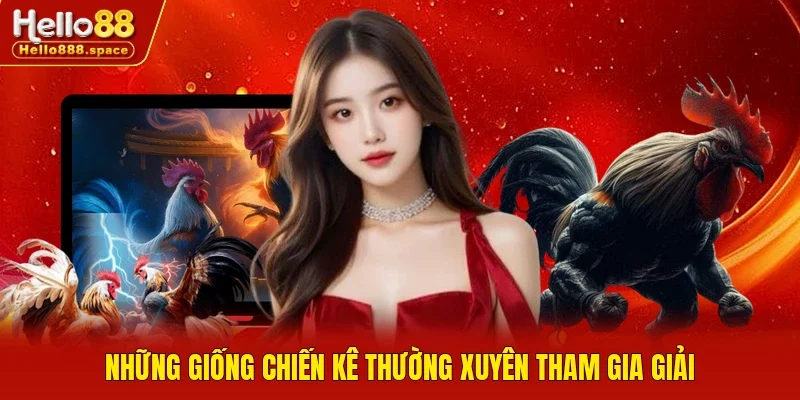 Những giống chiến kê thường xuyên tham gia giải